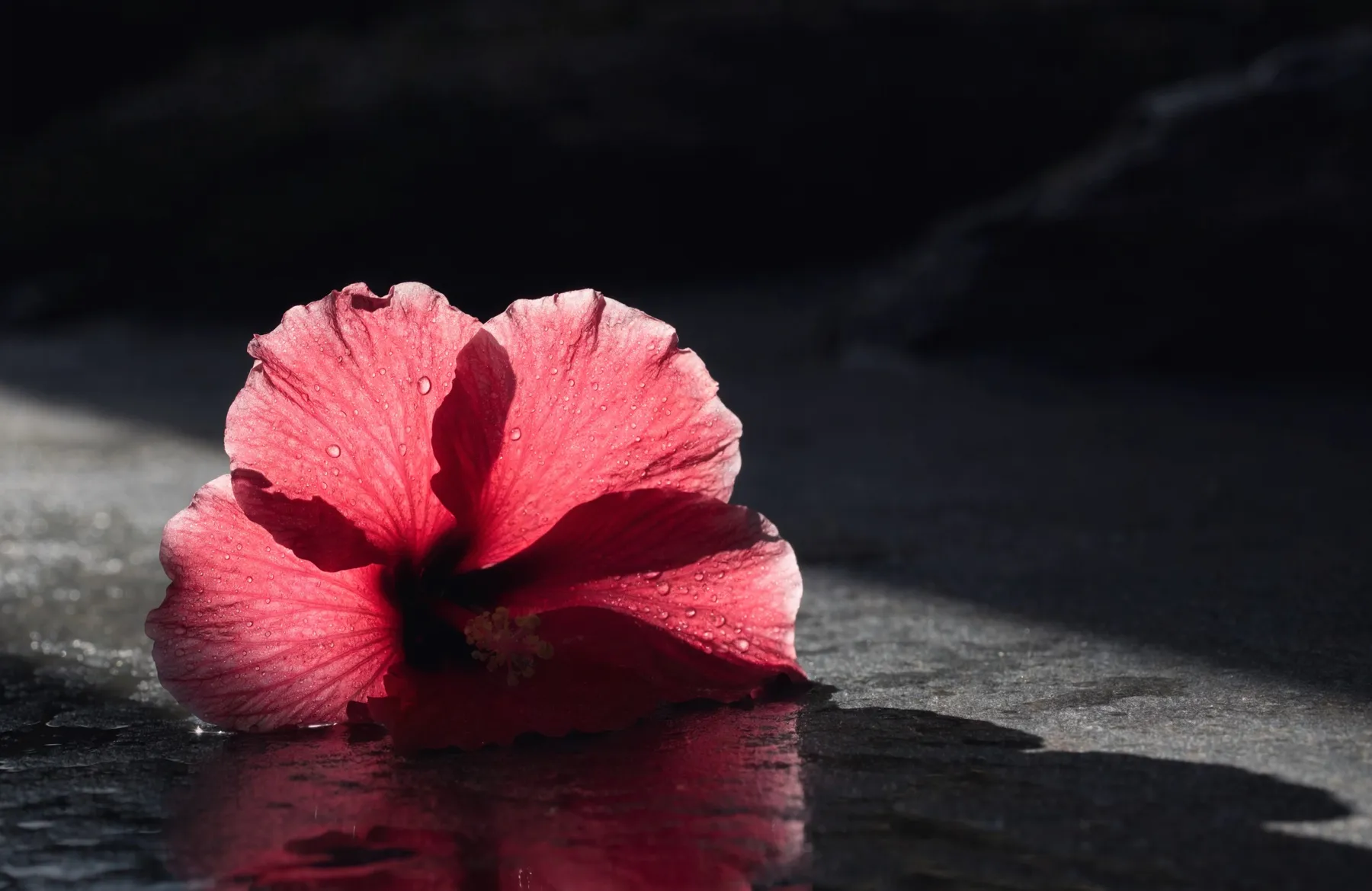A single crimson hibiscus flower on wet dark stone, lit dramatically from the side